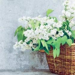 Χαρτοπετσέτα για Decoupage - 1 τεμ. 33x33 Καλάθι με Λευκά λουλούδια