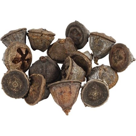 Σπόροι Ευκαλύπτου 15mm με 20mm 25gr