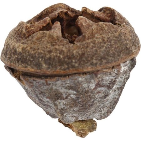 Σπόροι Ευκαλύπτου 15mm με 20mm 25gr