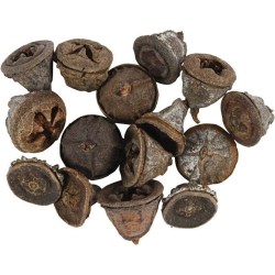 Σπόροι Ευκαλύπτου 15mm με 20mm 25gr