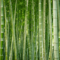Άρωμα Bamboo Grove 15ml